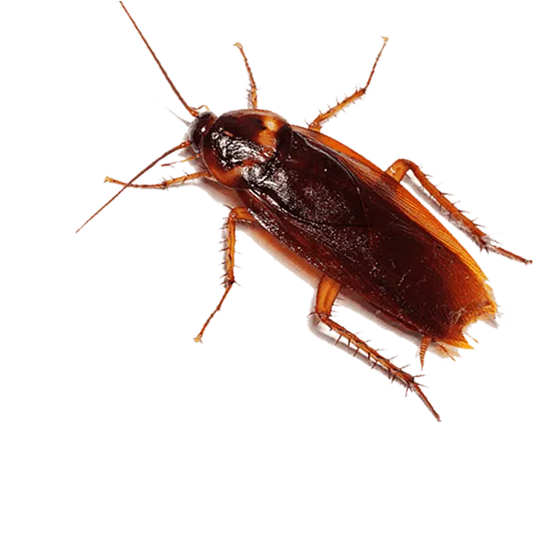 Cockroach Pest Control Services at Your Place