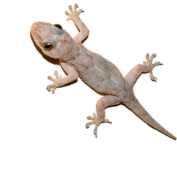 Lizard Pest Control at your place