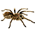 spider Icon