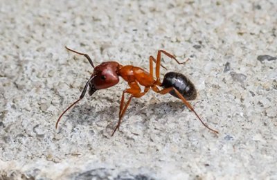 Ant Exterminator Services Mumbai