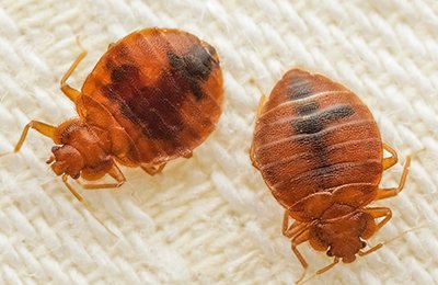 bed bugs pest control