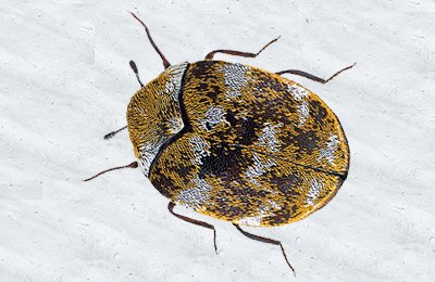 Carpet Beetle Pest Control Services in Mumbai