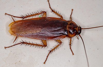 cockroach pest control
