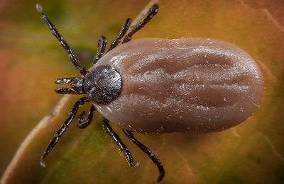 Dog Ticks Pest Control Services Mumbai