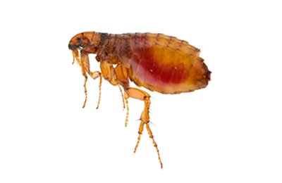 Flea Pest Control Services in Mumbai