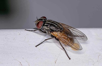 Fly Pest Control Services in Mumbai