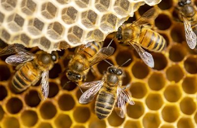 Honey Bee Pest Control Services in Mumbai