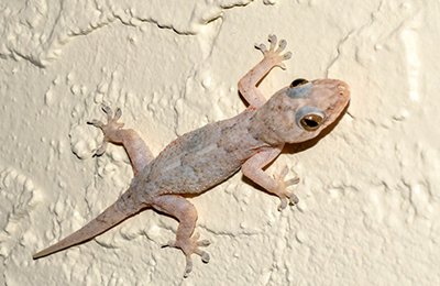 lizard pest control