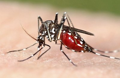 Mosquito pest control