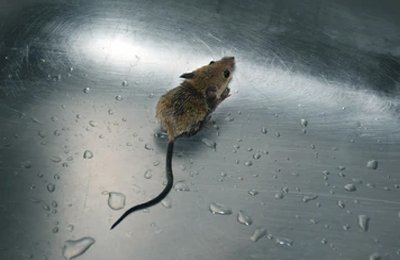 Mouse Pest Control Services in Mumbai