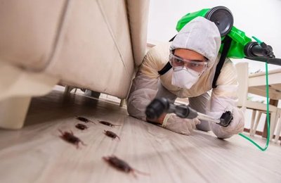 Pest Control Services in Pune