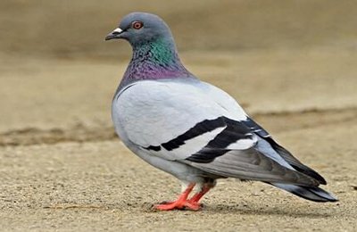 Pigeon Pest Control Services in Mumbai