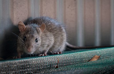 Rodent Pest Control Services