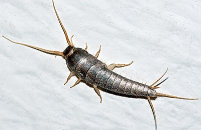 Silverfish Pest Control Services in Mumbai