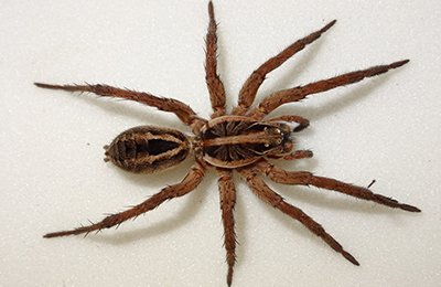 spider pest control