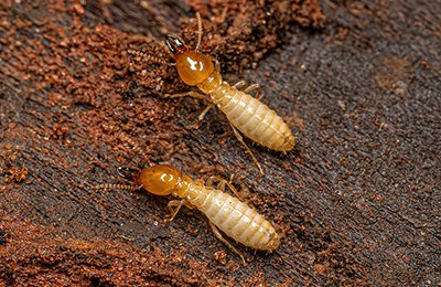 termite pest control