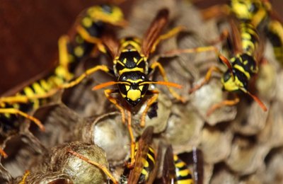 Wasp Nest Removal Services in Mumbai