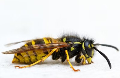 Wasp Pest Control Services in Mumbai