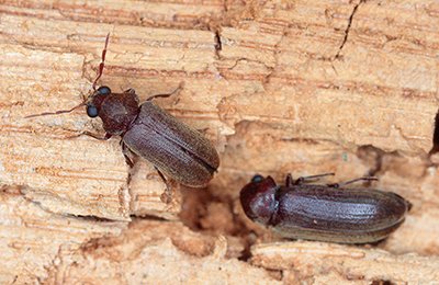 Wood Borer Pest Control Services in Mumbai
